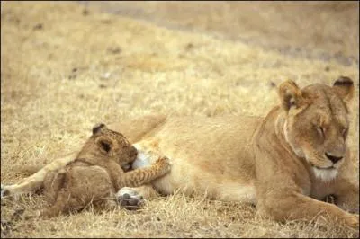 C'est ainsi que l'on surnomme cette chanteuse amricaine, dbarrasse de Ike depuis bien longtemps !