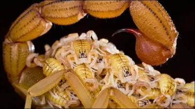 Avec  Still Loving You , ces harders allemands ont fait danser toute la plante !