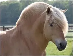 De quelles races de chevaux descend-il ?