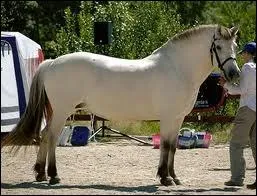 Quelle est la robe de ce fjord ?