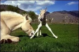 Quels sont ses surnoms ?