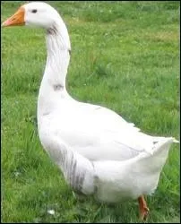 Le mot commence par : B ...