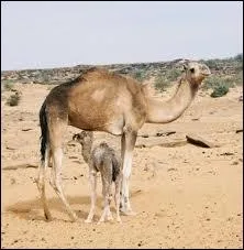 Le mot commence par : B ...