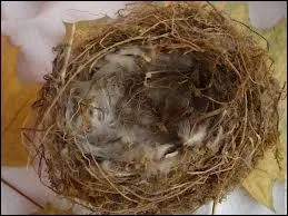 Le mot commence par : B ...