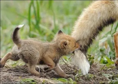 Vous trainez une rputation de ruse, souvent mrite !