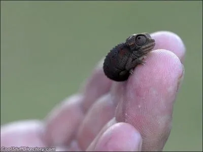 Tout petit dj, on peut dire que vous tes un animal plutt collant, extrmement prcis, vous faites mouche  tous les coups !