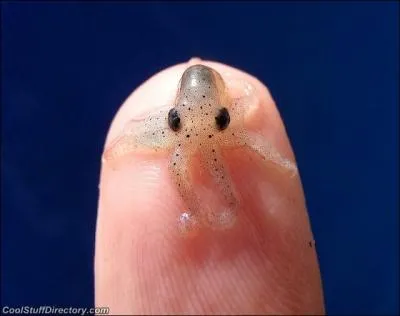 Vous tes un animal extrmement intelligent, surtout si l'on sait que votre vie est trs courte !