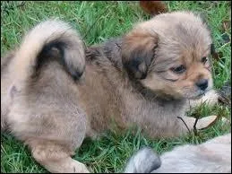 Quelle est cette race ?