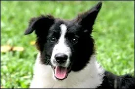 Quelle est cette race ?