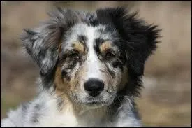 Quelle est cette race ?