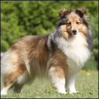 Quelle est cette race ?