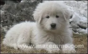 Quelle est cette race ?