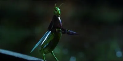 Comment se nomme cet insecte ?