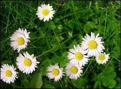 Pour traiter l'hypertension et l'artriosclrose, la phytothrapie utilise la pquerette. Cette fleur prsente aussi d'autres particularits. En voici trois, laquelle est fausse ?