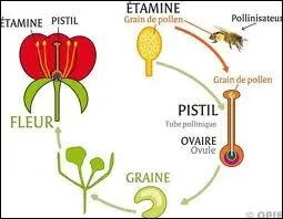 Quel est l'adjectif qualifiant la pollinisation par les insectes butineurs : pollinisation