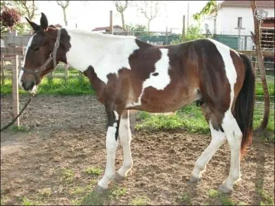 Quelle est la robe de ce cheval ?