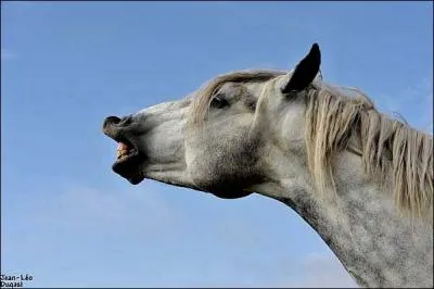 Que fait ce cheval ?