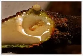 La sve d'un arbre circule dans ce que l'on appelle :