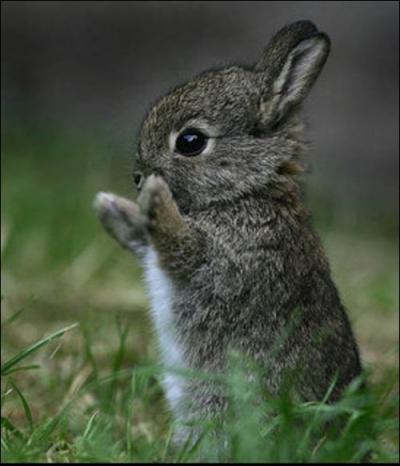 A quel endroit la lapine sauvage (de garenne), donne-t-elle naissance  ses petits ?