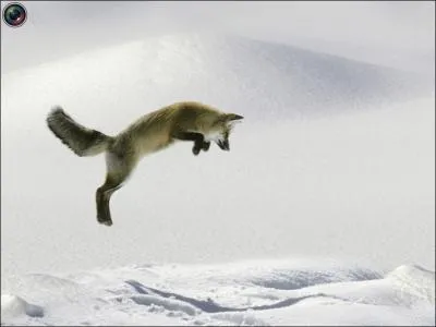 Il cherche  attraper un rongeur sous la neige, on dit que le renard ...