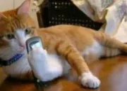 Quiz Drles d'animaux