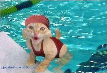 Quel est cet animal, trs fort en natation, car ayant battu Laure Manaudou ?