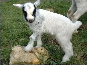 Avec mes pitreries, je vais rendre ma maman chvre. Qui suis-je ?