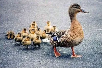 Madame la cane et sa famille. Qui sont ses petits ?