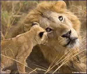 Mon papa est le roi des animaux. Qui suis-je ?