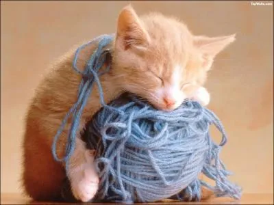 Je suis un sacr farceur, un grand joueur et parfois un petit dormeur. Qui suis-je ?