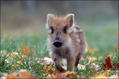 Je suis le petit du sanglier. Qui suis-je ?