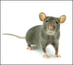 Humour : une souris sort avec un rat. Le rat est invit  manger dans la famille de la souris. En dnant, la souris rougit. Son pre lui dit :  ma fille, pourquoi rougis-tu ?  . Que rpond-t-elle ?
