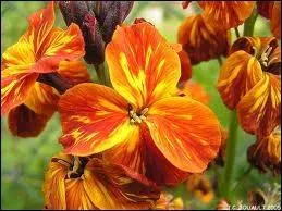 Nature : quelle est la priode de floraison de la girofle ?