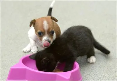 C'est dans les vieux pots ...