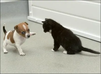 Une citation odorante : Odeur (des pieds), signe de sant. De qui est-elle ?