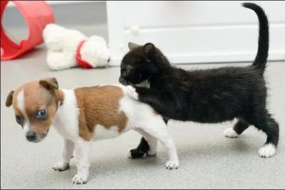 Dans l'mission  La classe , il chanta  A la queue leu leu  !