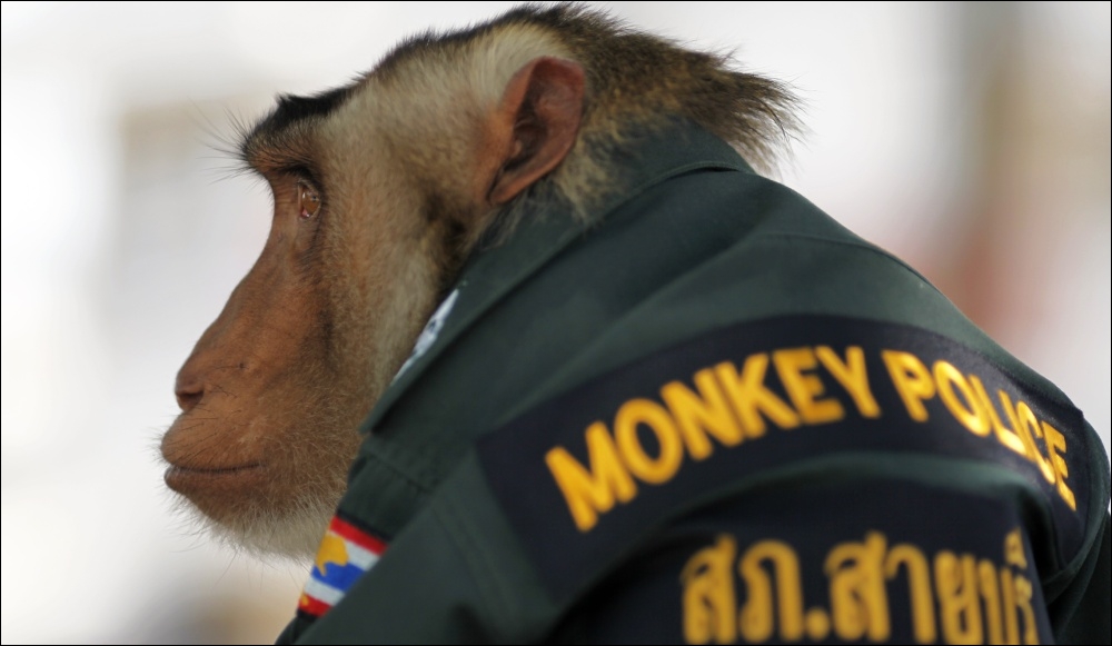 Et pour finir, une petite devinette : Connaissez-vous la différence entre un singe et un voleur ?