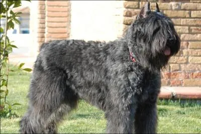  votre avis, de quelle race s'agit-il ?