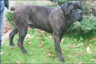 Quelle est la race de celui-ci ?