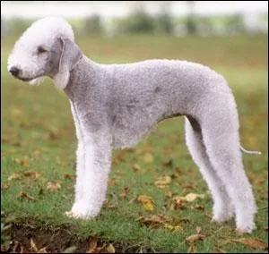 Quelle est la race de celui-l ?