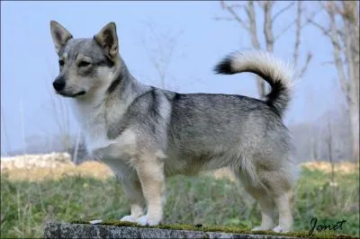  votre avis, de quelle race s'agit-il ?