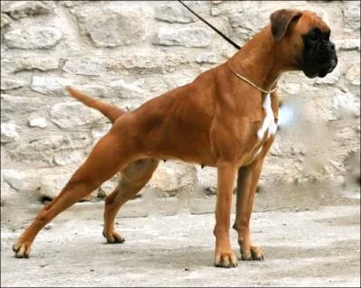 De quelle race est ce chien ?