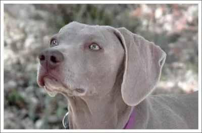 Quelle est la race de celui-ci ?