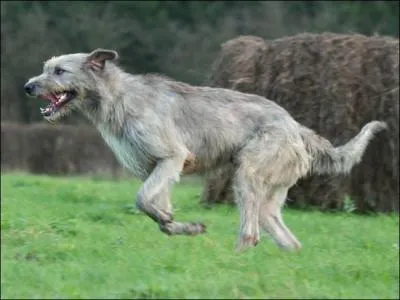  votre avis, de quelle race s'agit-il ?