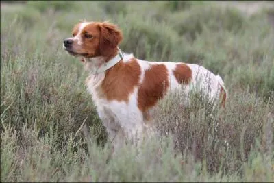 De quelle race est ce chien ?