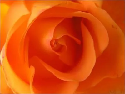 Comment traduit-on  orange  en espagnol ?