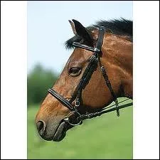 Quel est le nom de cette muserolle ?