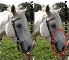 Quel est le nom de cette muserolle ?