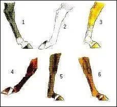 Quel est le nom de la balzane numro 2 ?