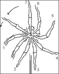 Quelle est cette figure ?